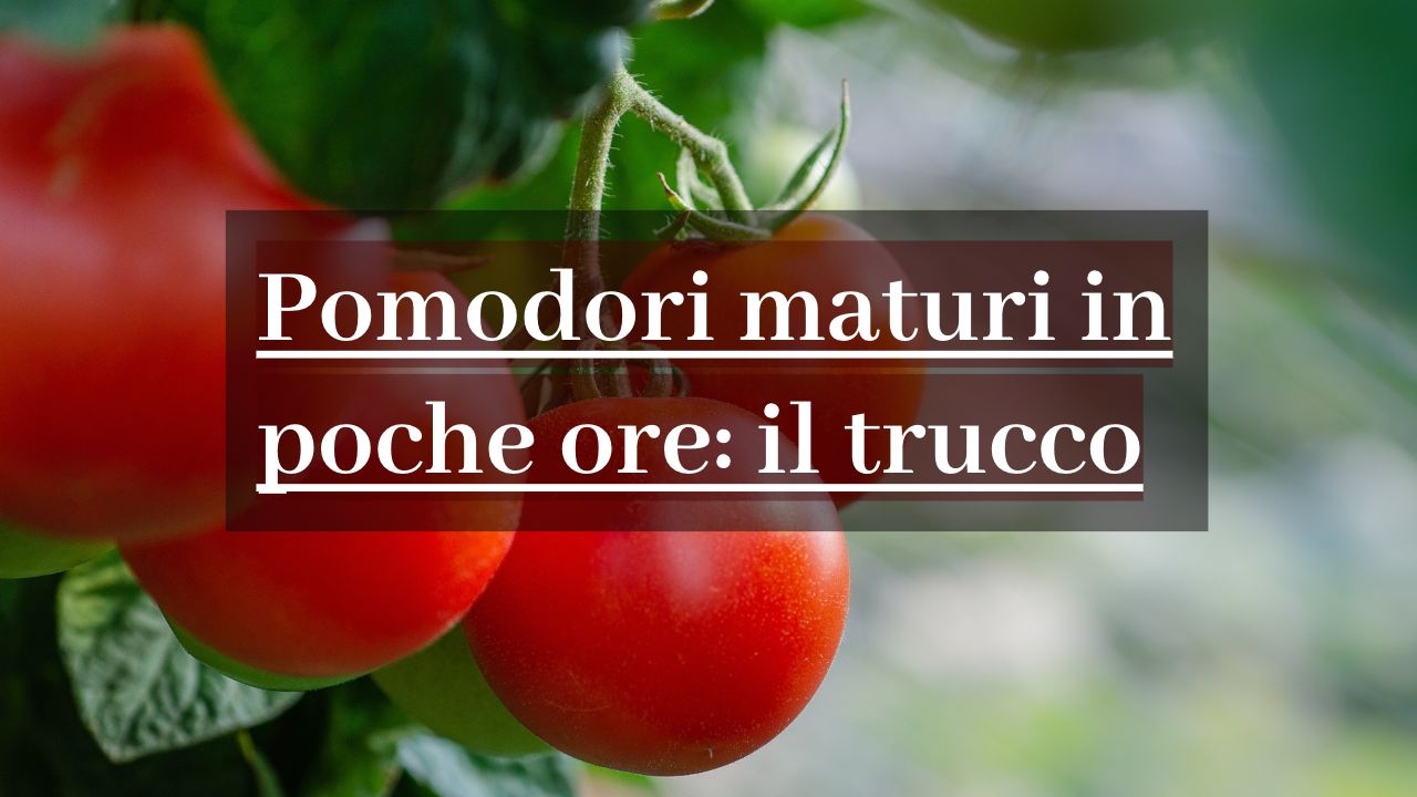 trucco pomodori maturi