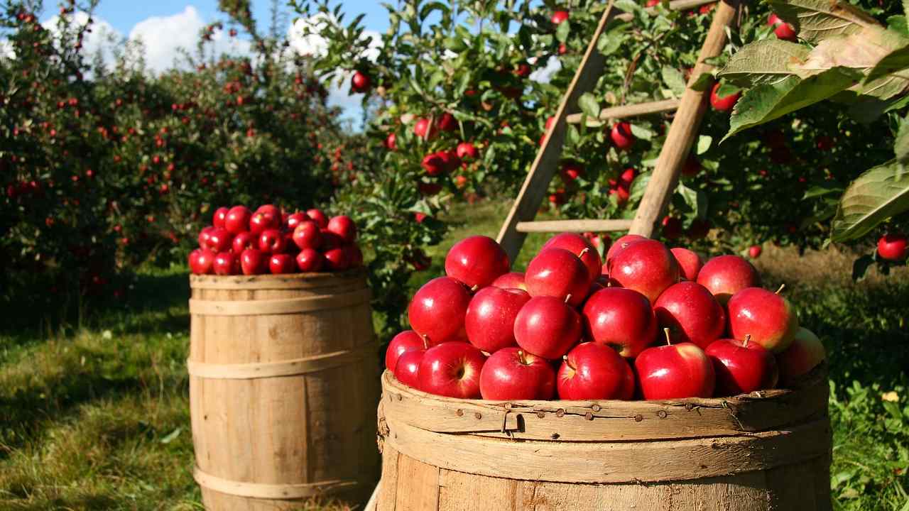 Mele produzione cambiata caldo