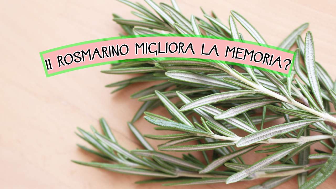 rosmarino migliora memoria