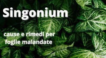 Singonium con pochissime foglie ed anche malandate: il motivo principale è questo qui