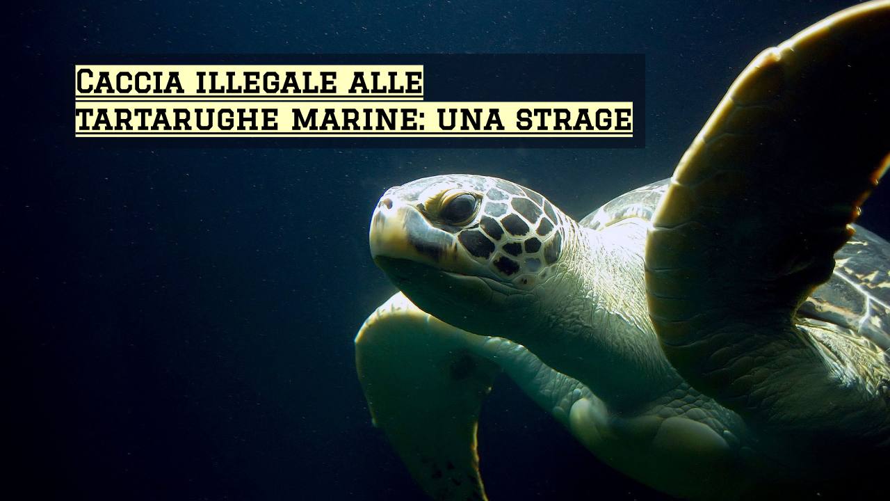 caccia illegale tartarughe marine