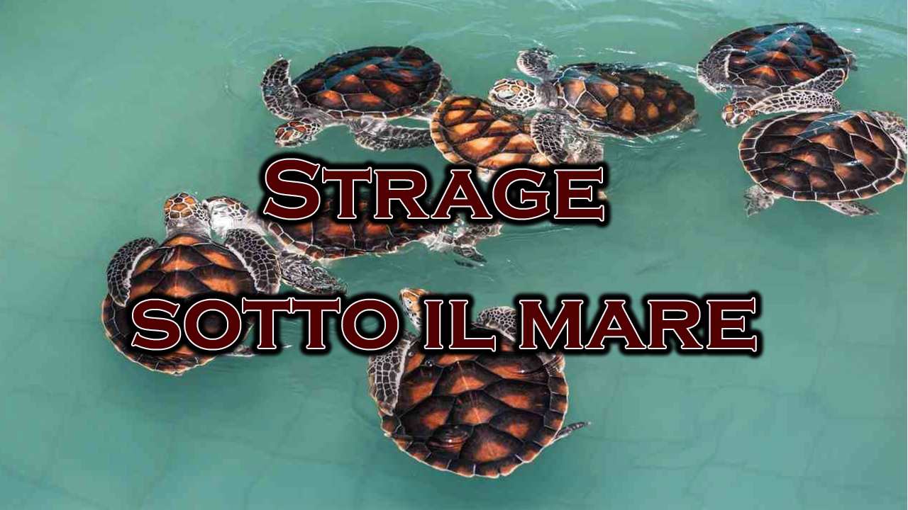 quante tartarughe muoiono all'anno