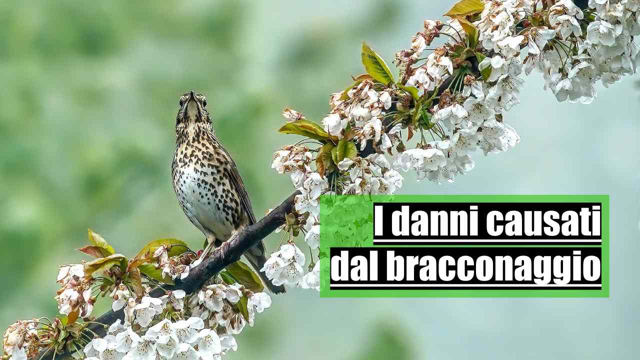 uccisi illegalmente milioni uccelli