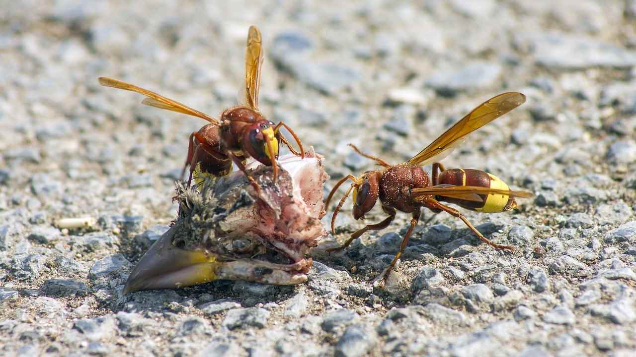 pericolo vespa orientalis