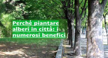 Alberi in città, i motivi per i quali dovremmo piantarne di più
