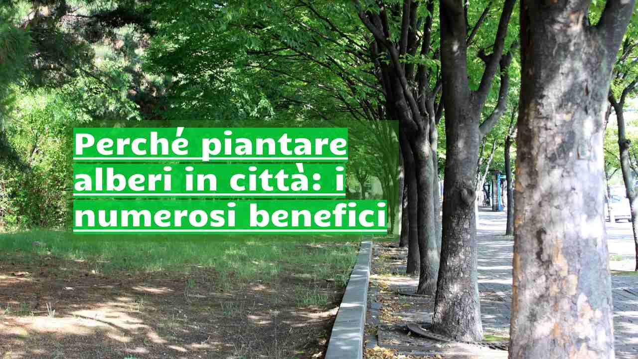 piantare alberi città