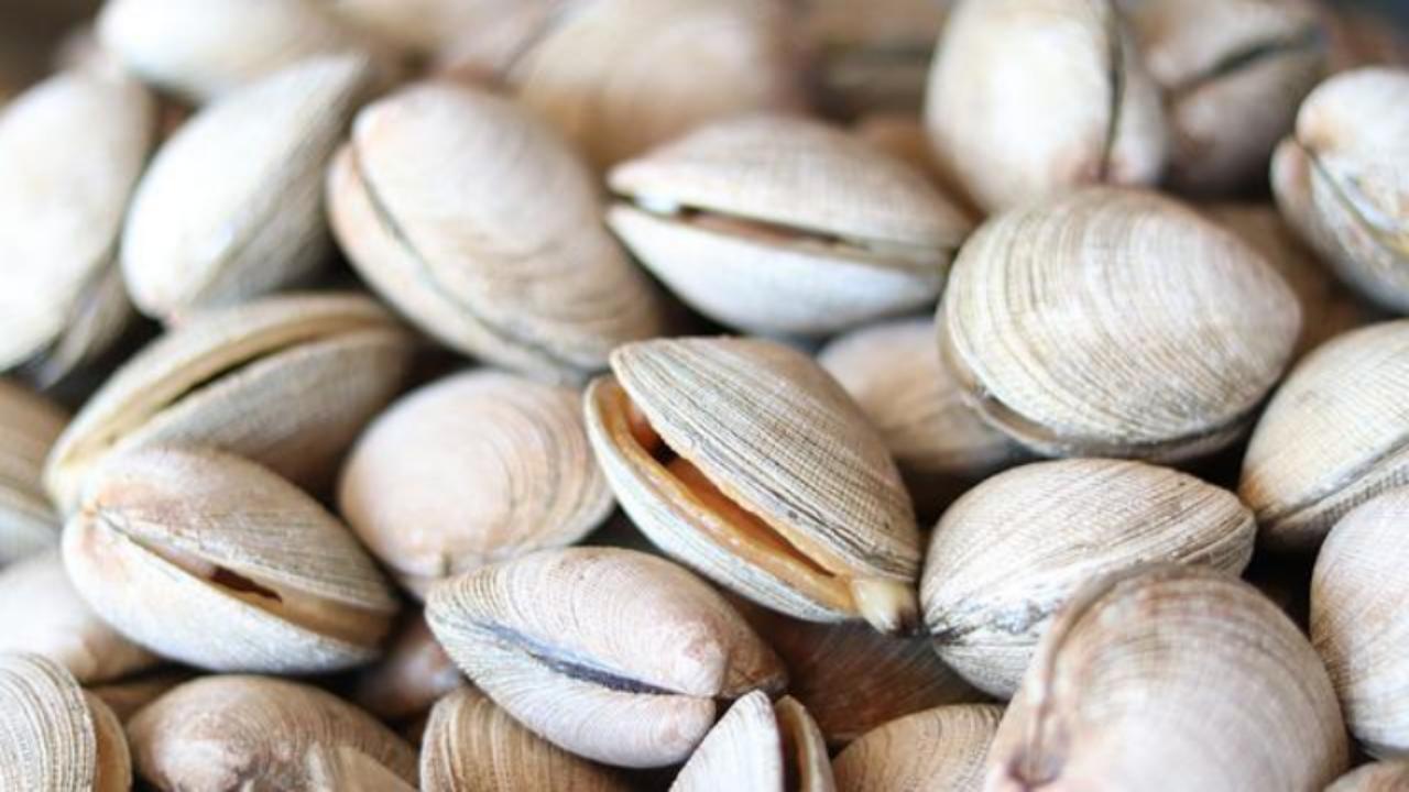 perché le vongole possono essere velenose