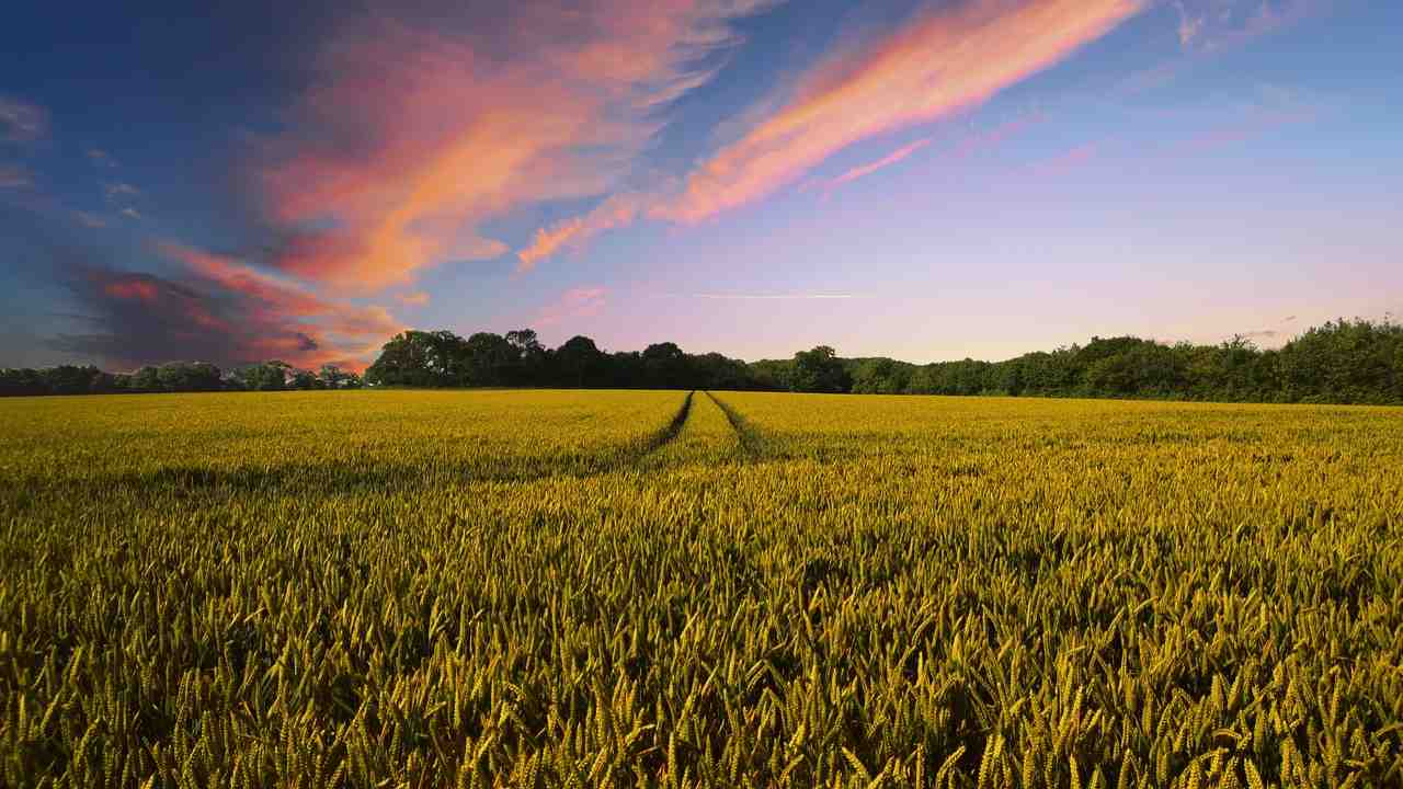 l'utilizzo dei capelli nell'agricoltura