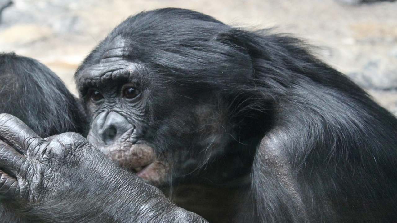 Una scimmia coccola mangusta foto