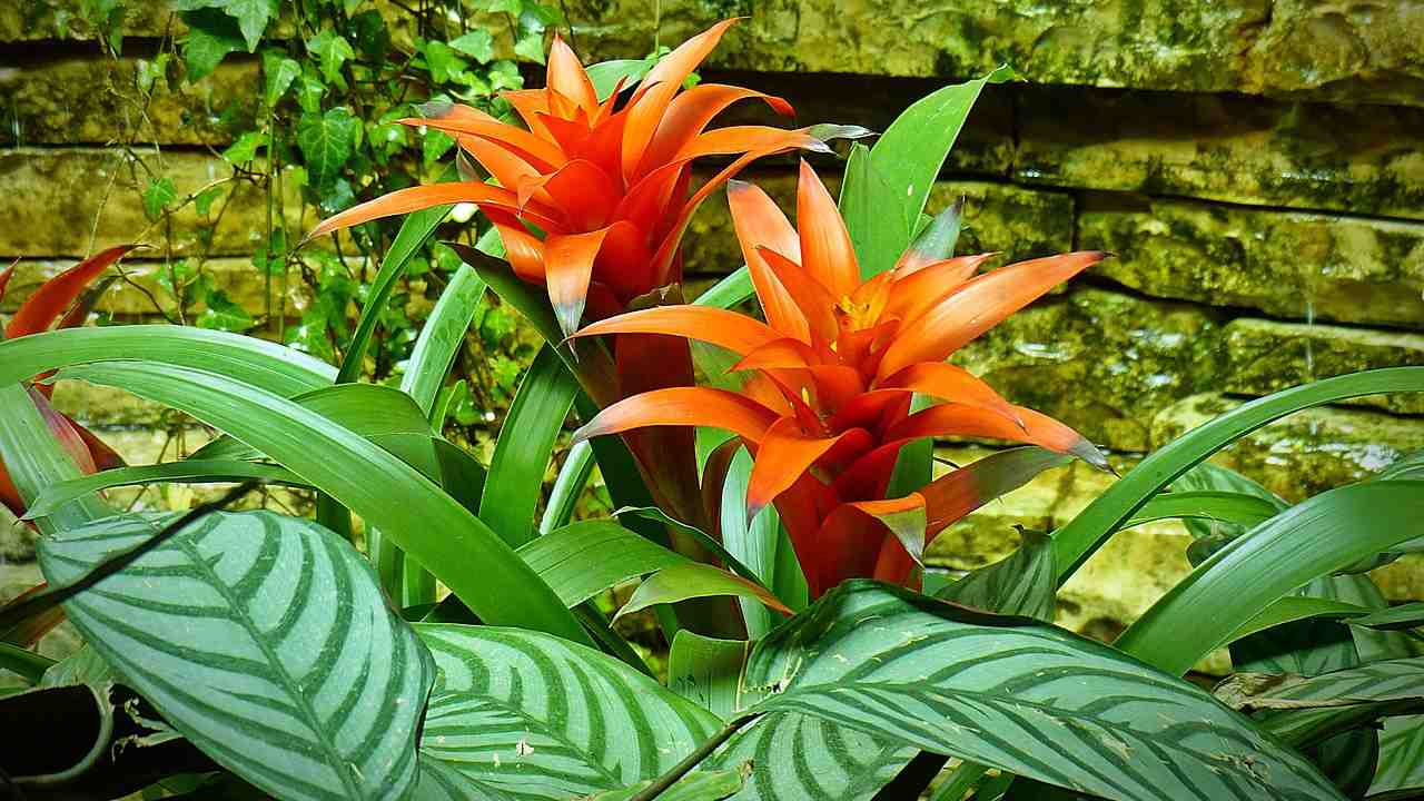 Bromelia coltivazione fiore