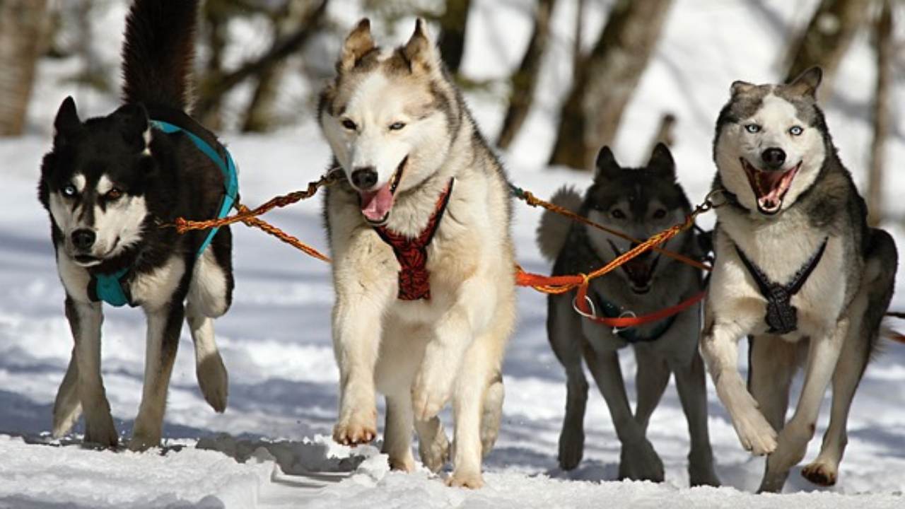 la razza del cane rivela caratteristiche del padrone