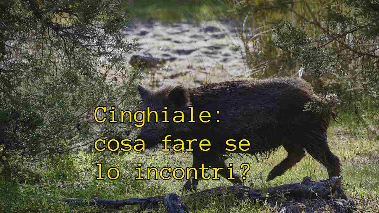 imbattersi conghiale regole comportamento