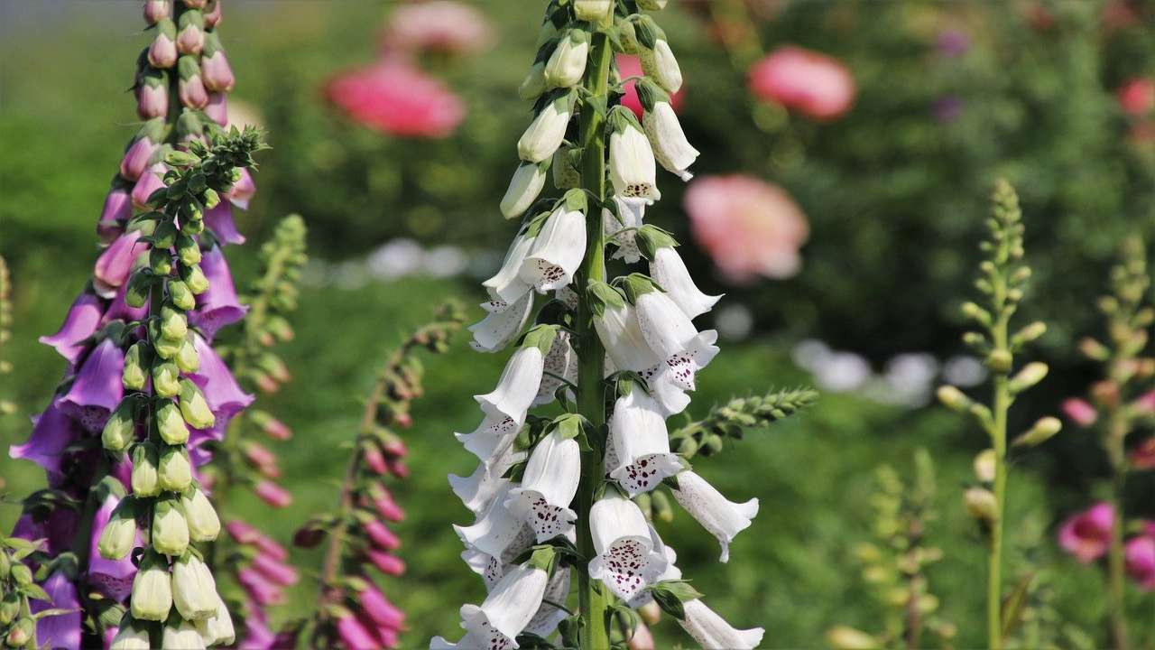 ourisia coltivazione fiori