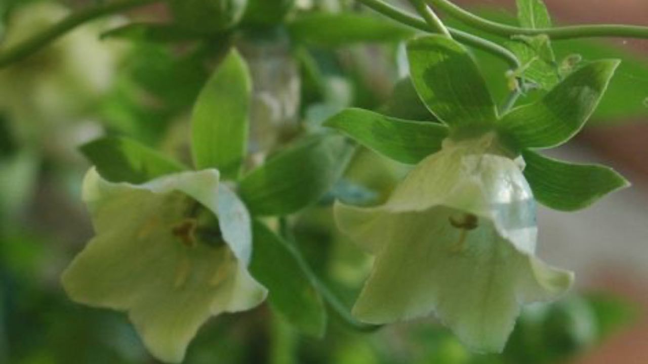 codonopsis pianta coltivazione