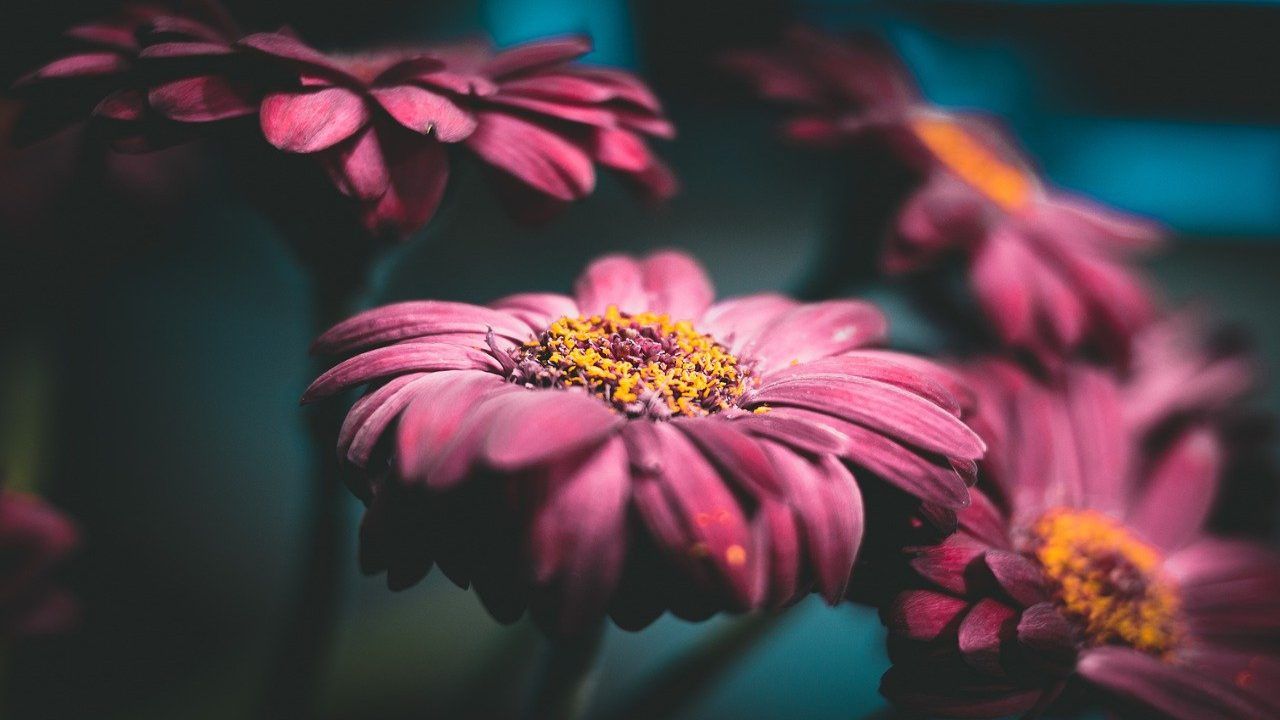 Fiori invernali Osteospermum