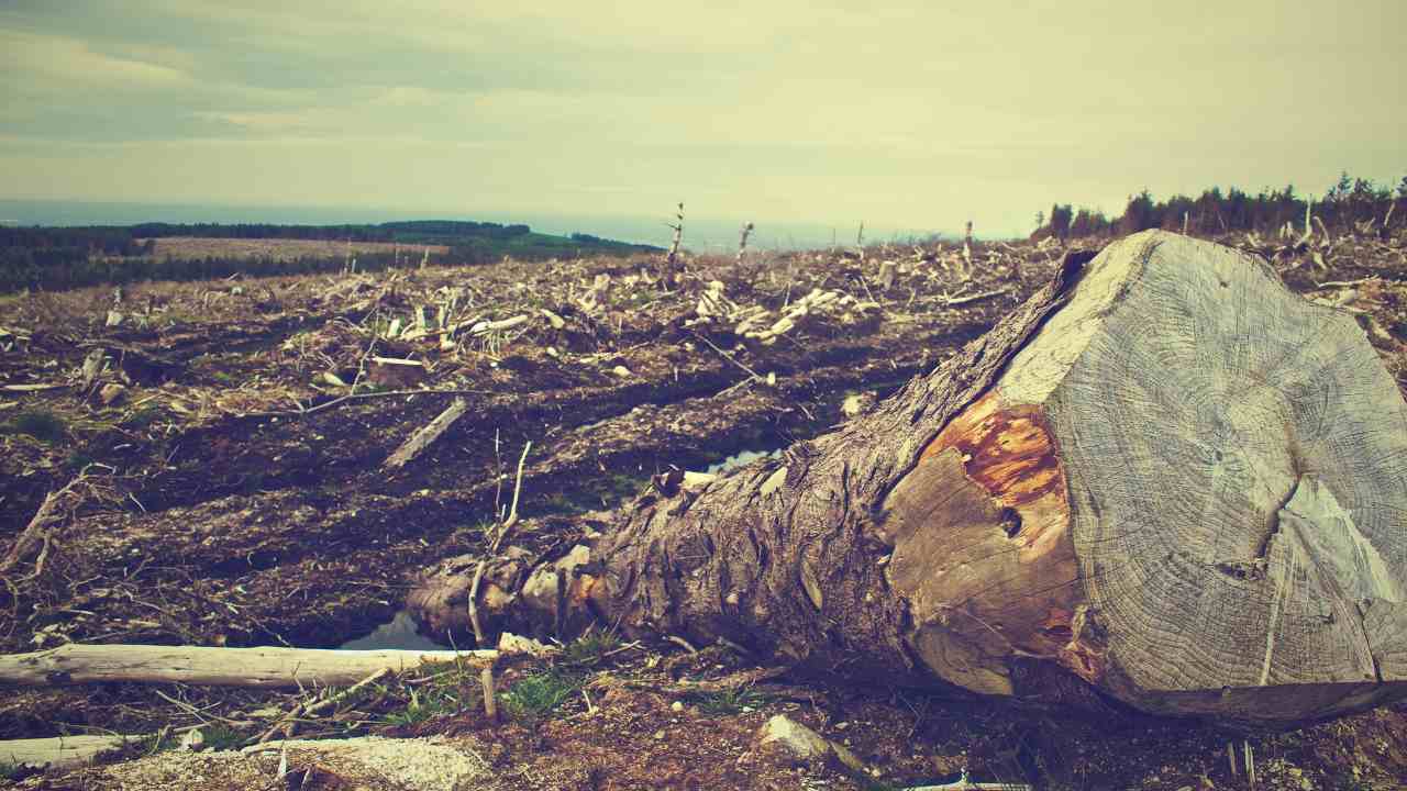 Deforestazione parlamento albero