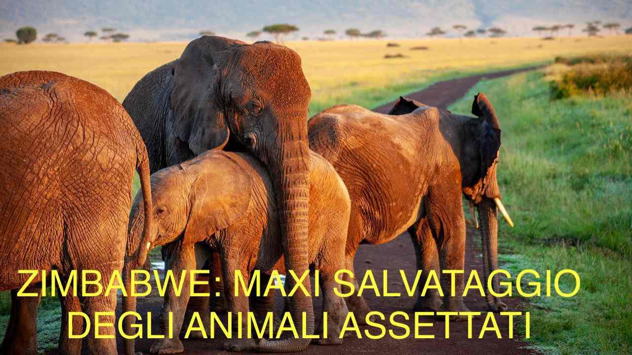 zimbabwe maxi salvataggio animali