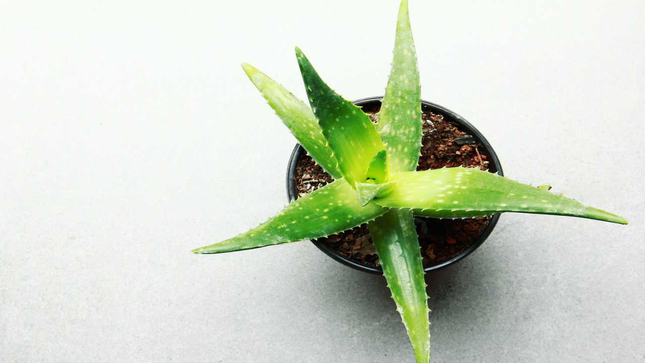 coltivazione aloe vera