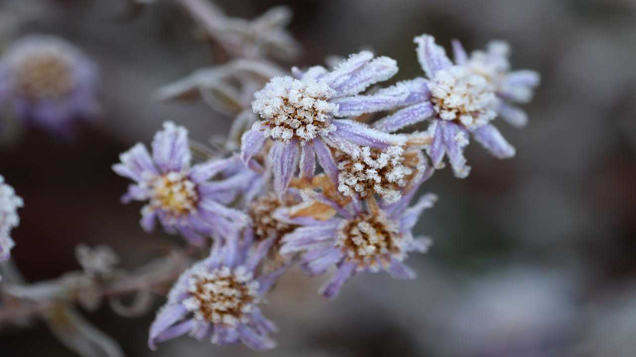 coltivazione fiori inverno