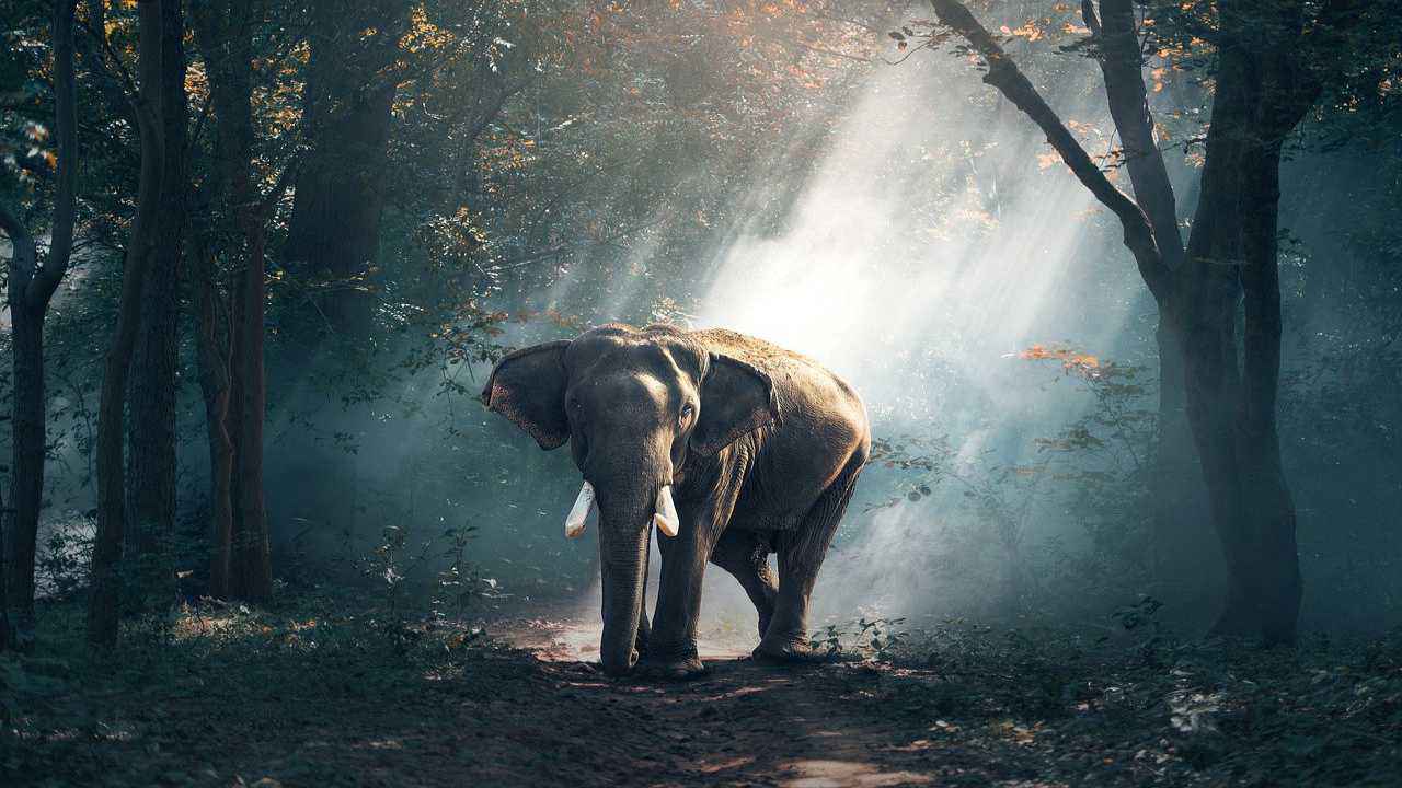 elefante animale intelligente