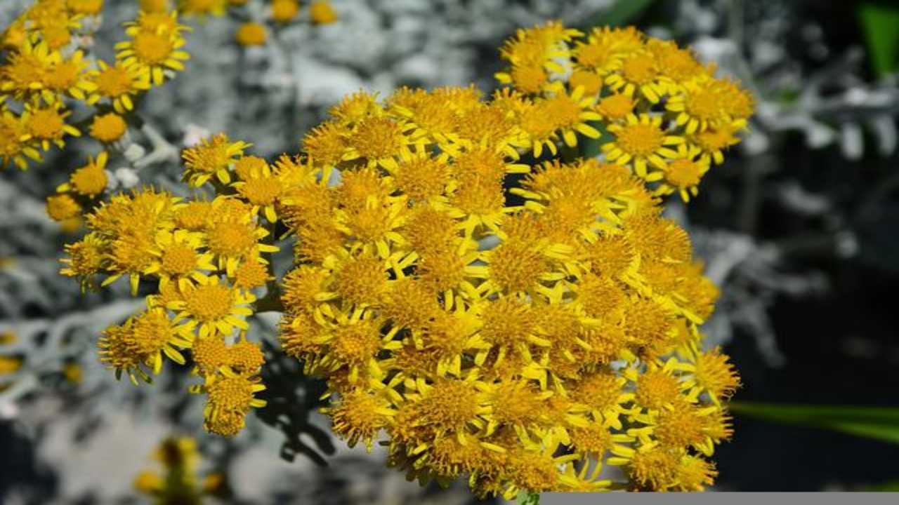 elicriso molteplici proprietà scopriamole