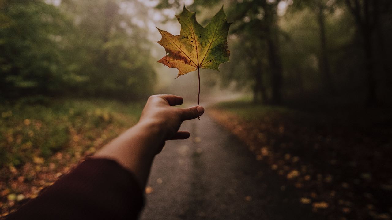 foglie autunno idee giardino