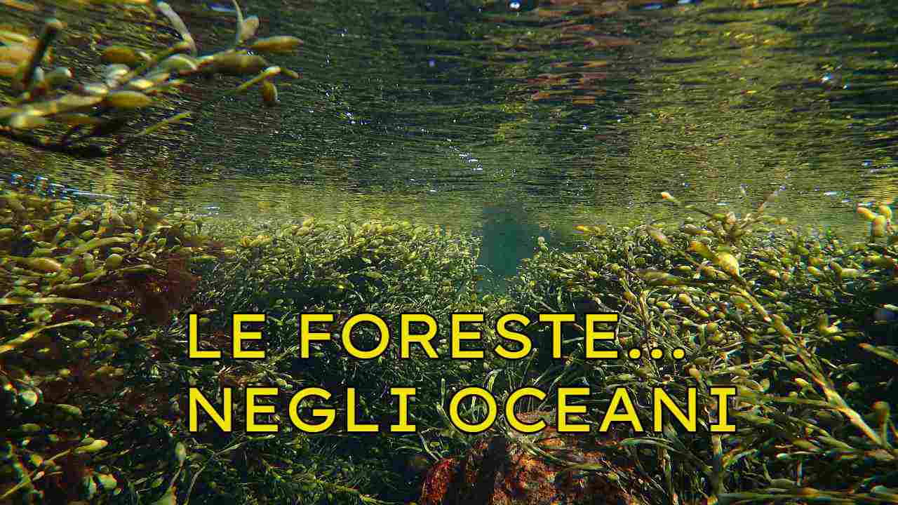 Foreste marine protezione biodiversità