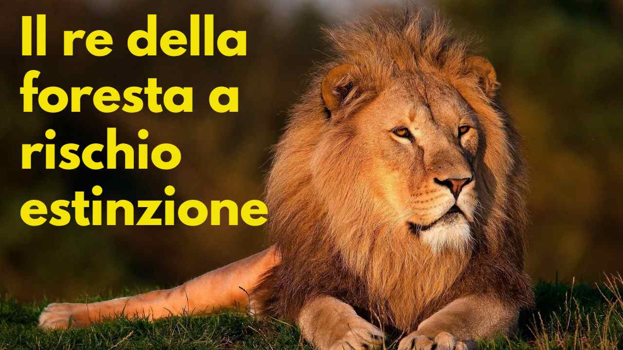 estinzione leoni riduzione esemplari