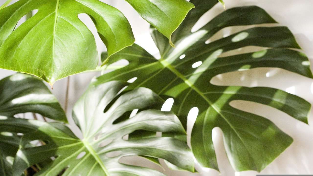 Arreda casa Monstera