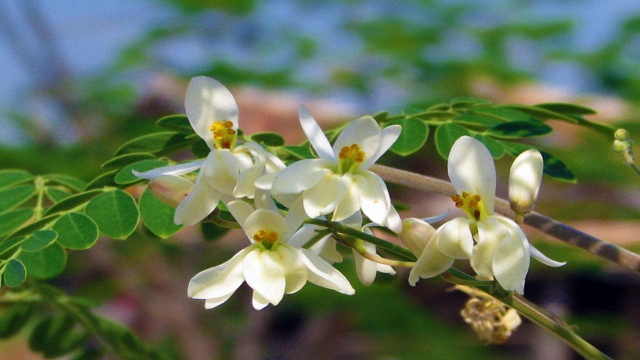 moringa pianta proprietà molteplici