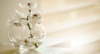 Orchidea senza radici, rinasce velocemente: vediamo come fa