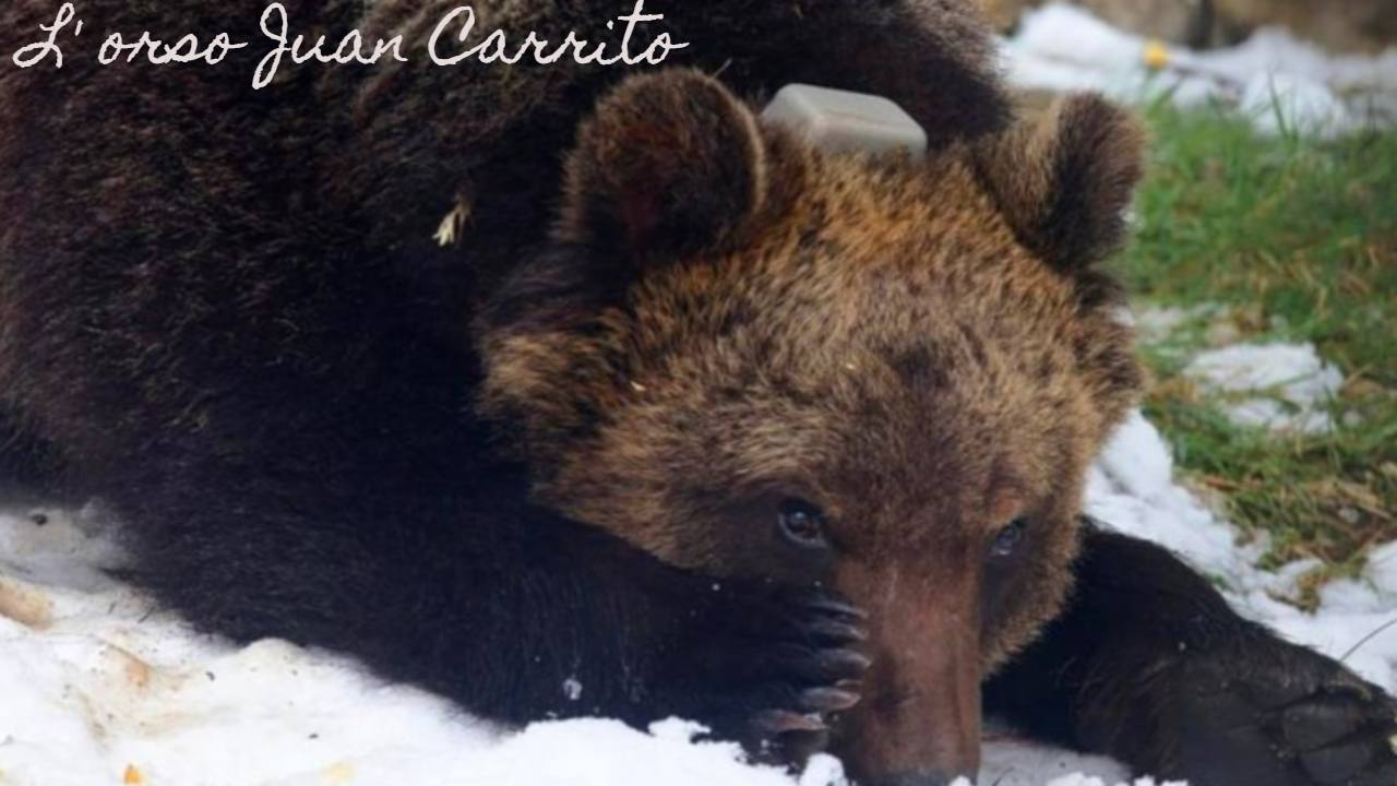 orso juan abruzzo miele