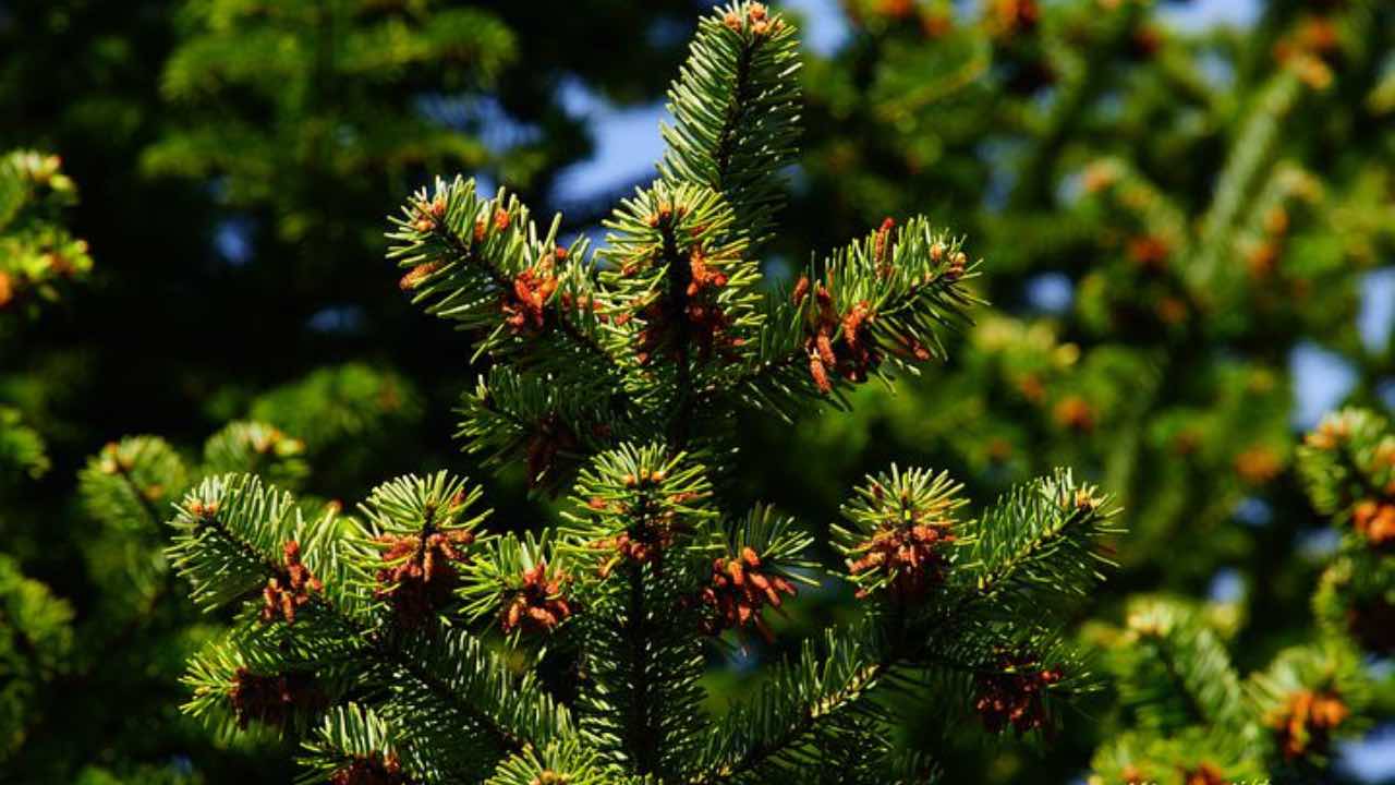 albero pino cocciniglia