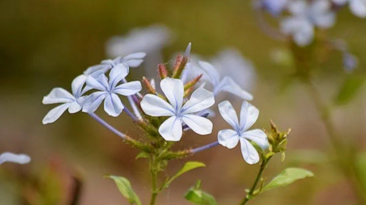 plumbago pochi fiori