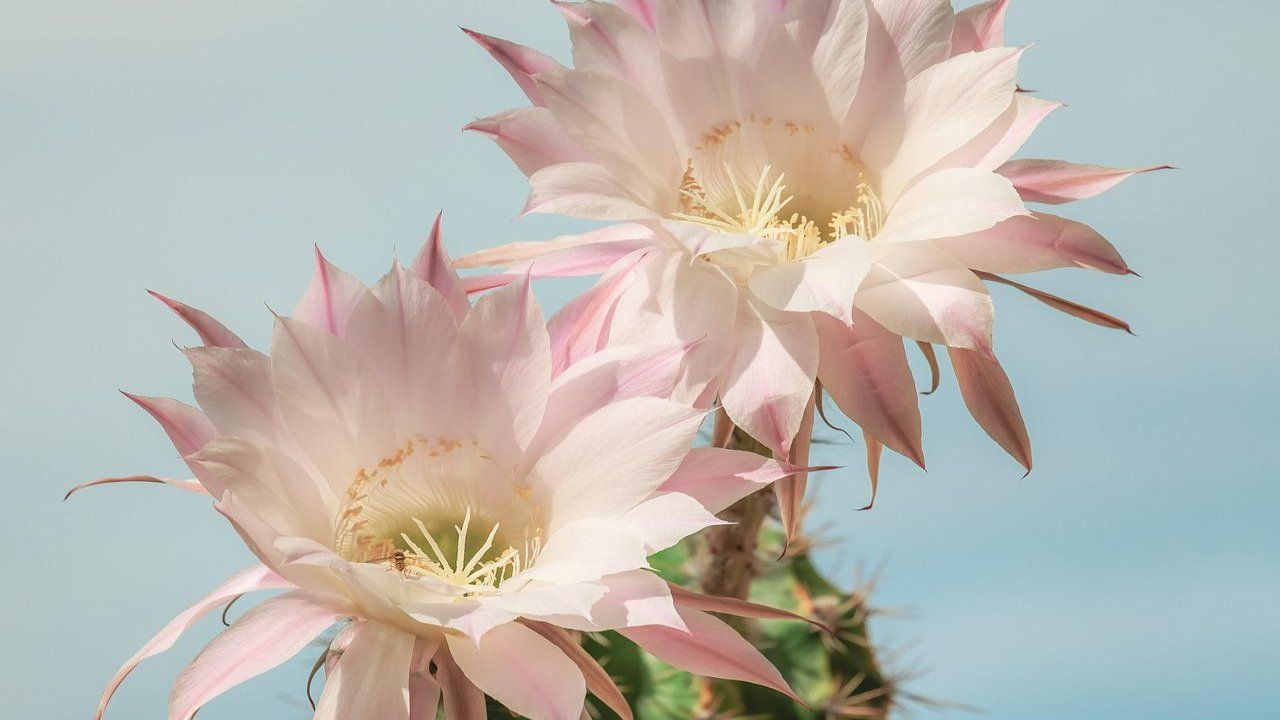 Cactus fiori rosa