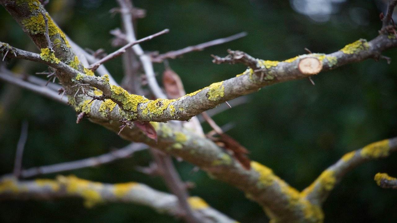 Muschio vialetto albero