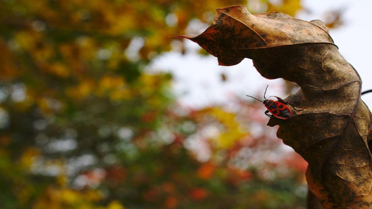 Cimice rosso nera autunno