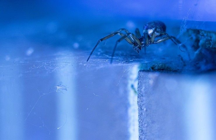 aranha viúva negra falsa 