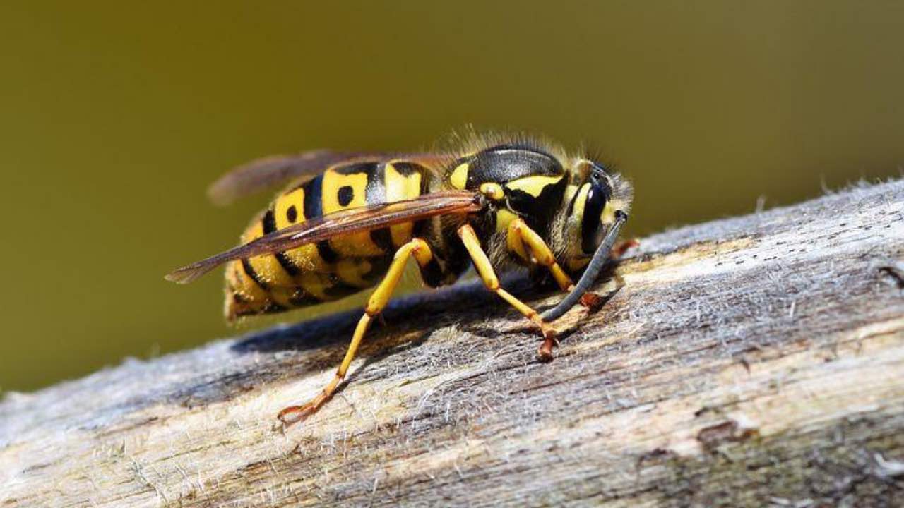 vespa giallo nera rischio