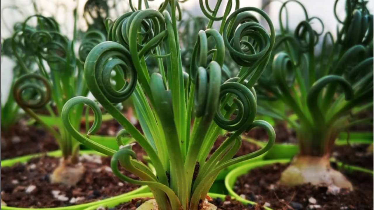 Albuca spiralis coltivazione