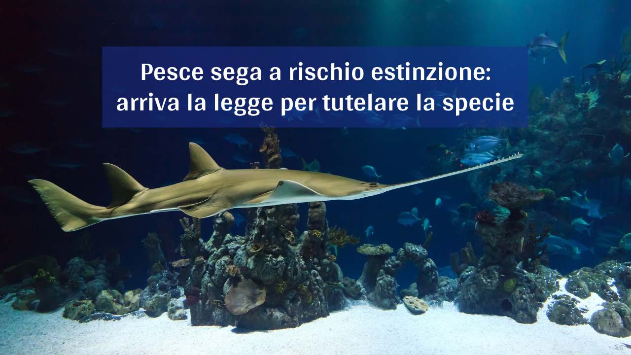 tutela estinzione pesce sega