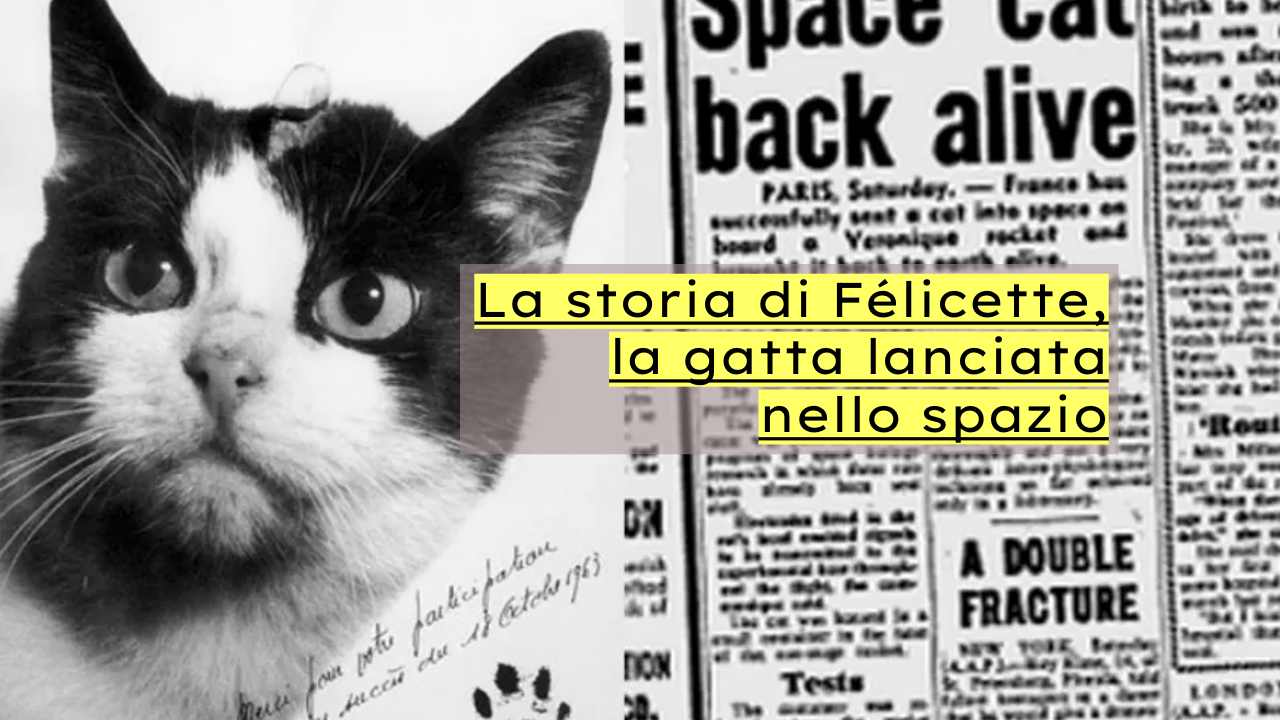 Félicette gatta spazio