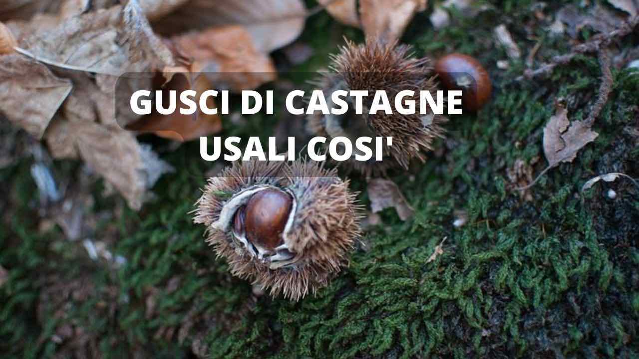 castagne uso gusci