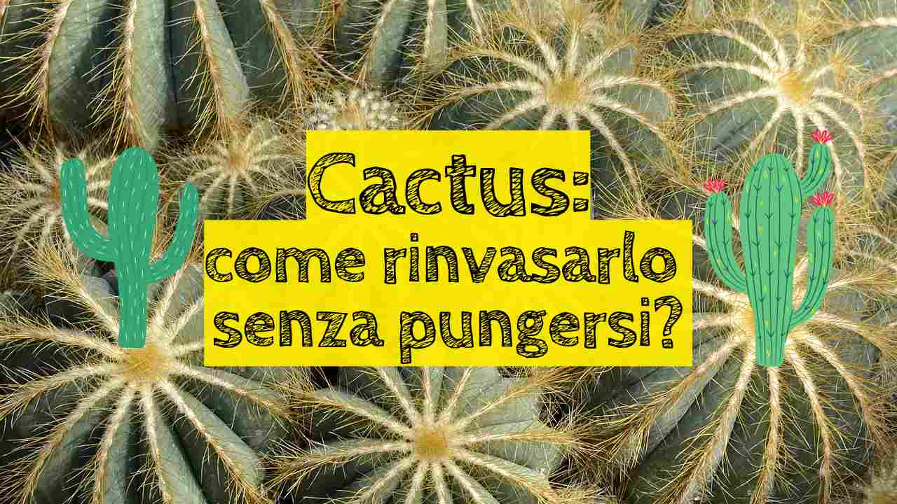 cactus spine rinvaso