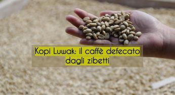 Kopi Luwak, un vero incubo per gli zibetti delle palme: il caffè che maltratta gli animali