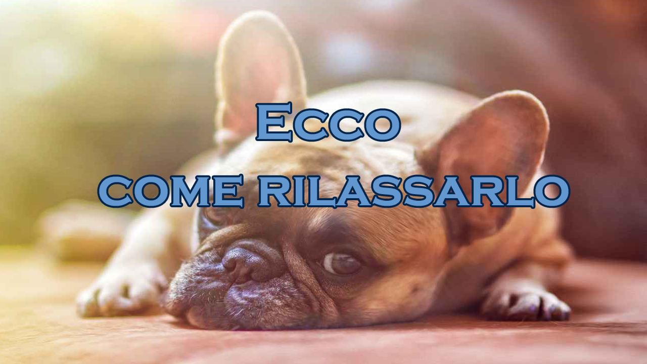 come rilassare il cane