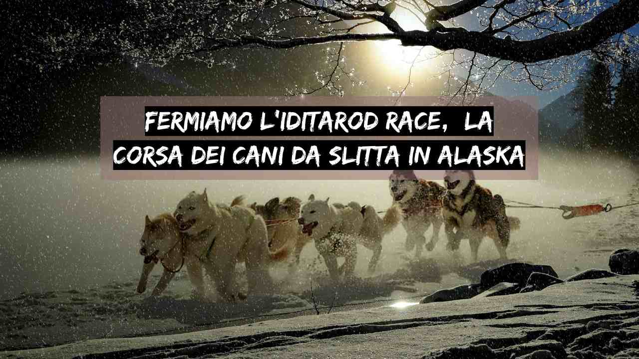 Iditarod Race corsa cani