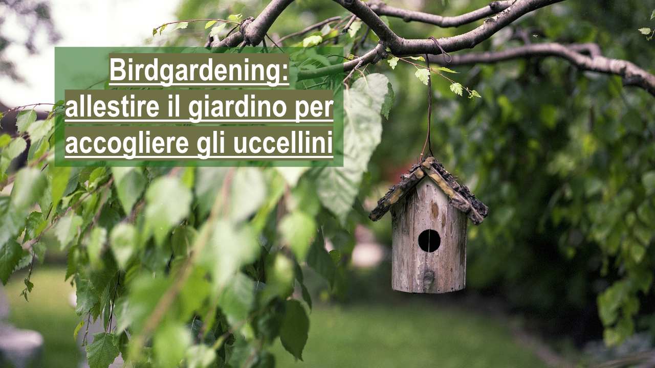 birdgardening giardinaggio