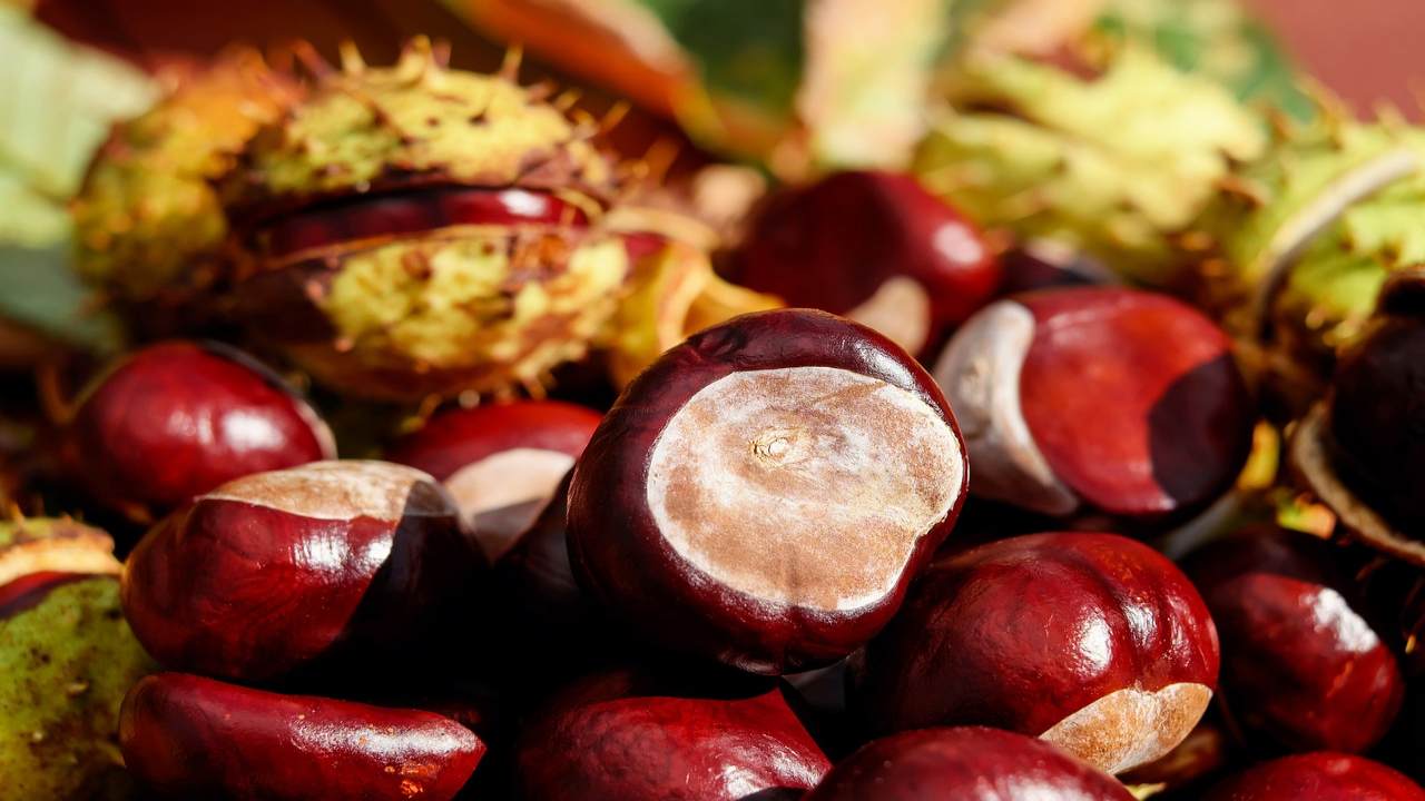 motivo crollo prezzo castagne