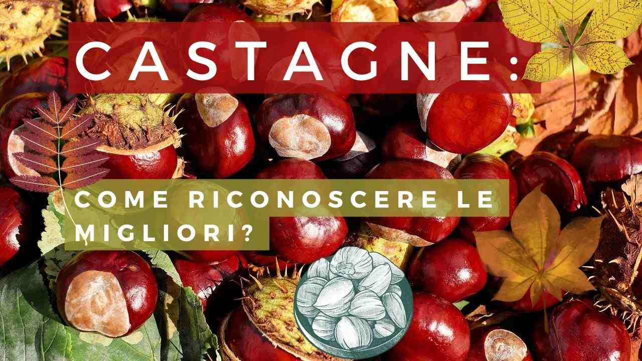 Castagne buone autunno